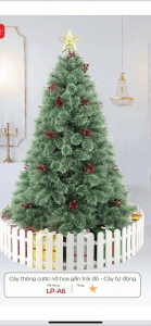 Cây thông cước nở hoa gắn trái đó 2m 