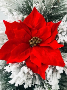 Hoa trạng nguyên nhung đỏ