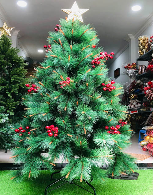 Cây Thông Cước Đầu Vàng Gắn Trái Đỏ